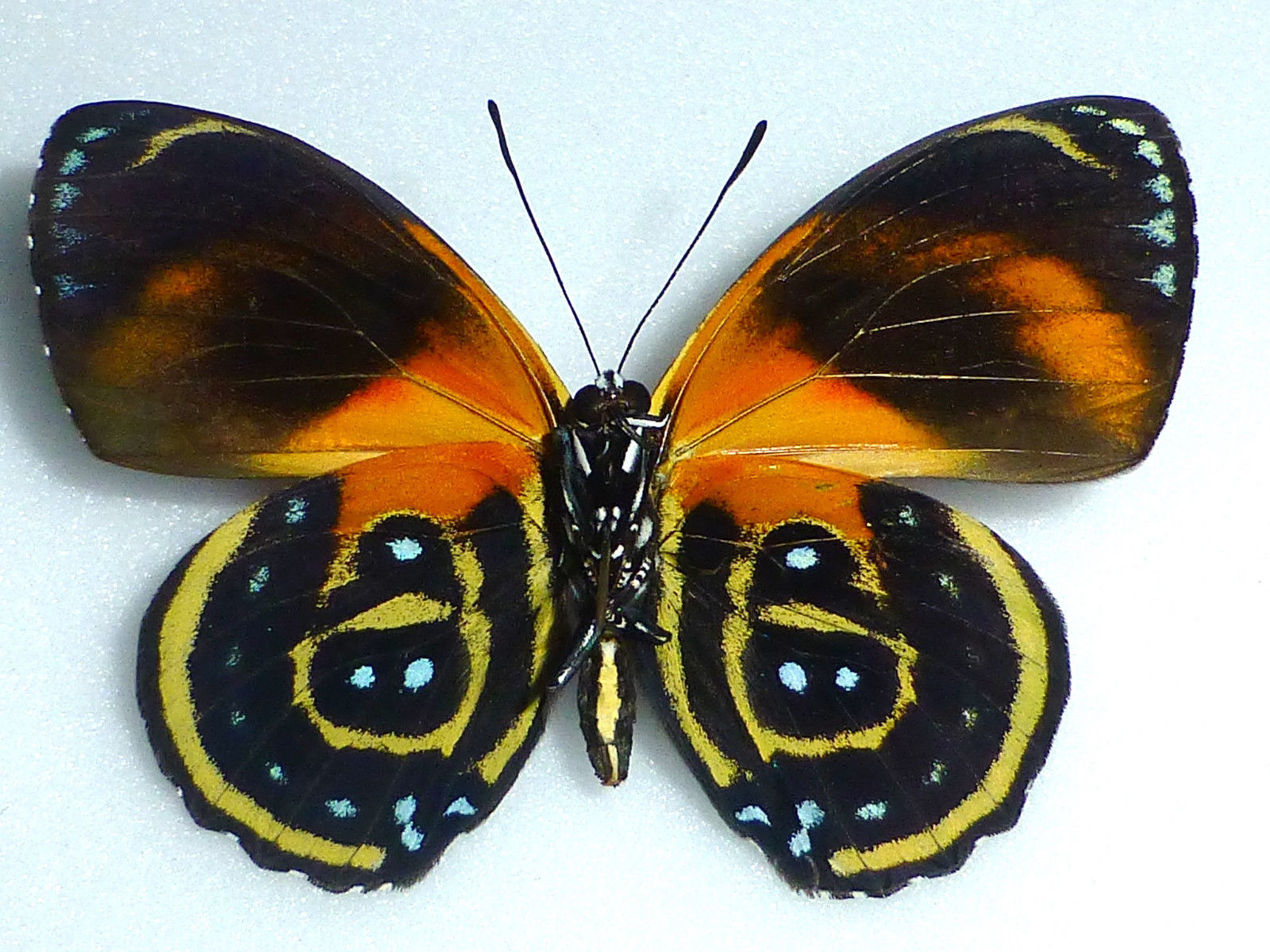 Callicore cynosura male (abberation, verso, peru) (Internet Image property of respective owner, non-commercial use only)
